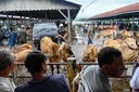 Prabowo sumbangkan 34 ekor sapi untuk Kurban Idul Adha 2026 di Sumatera Utara