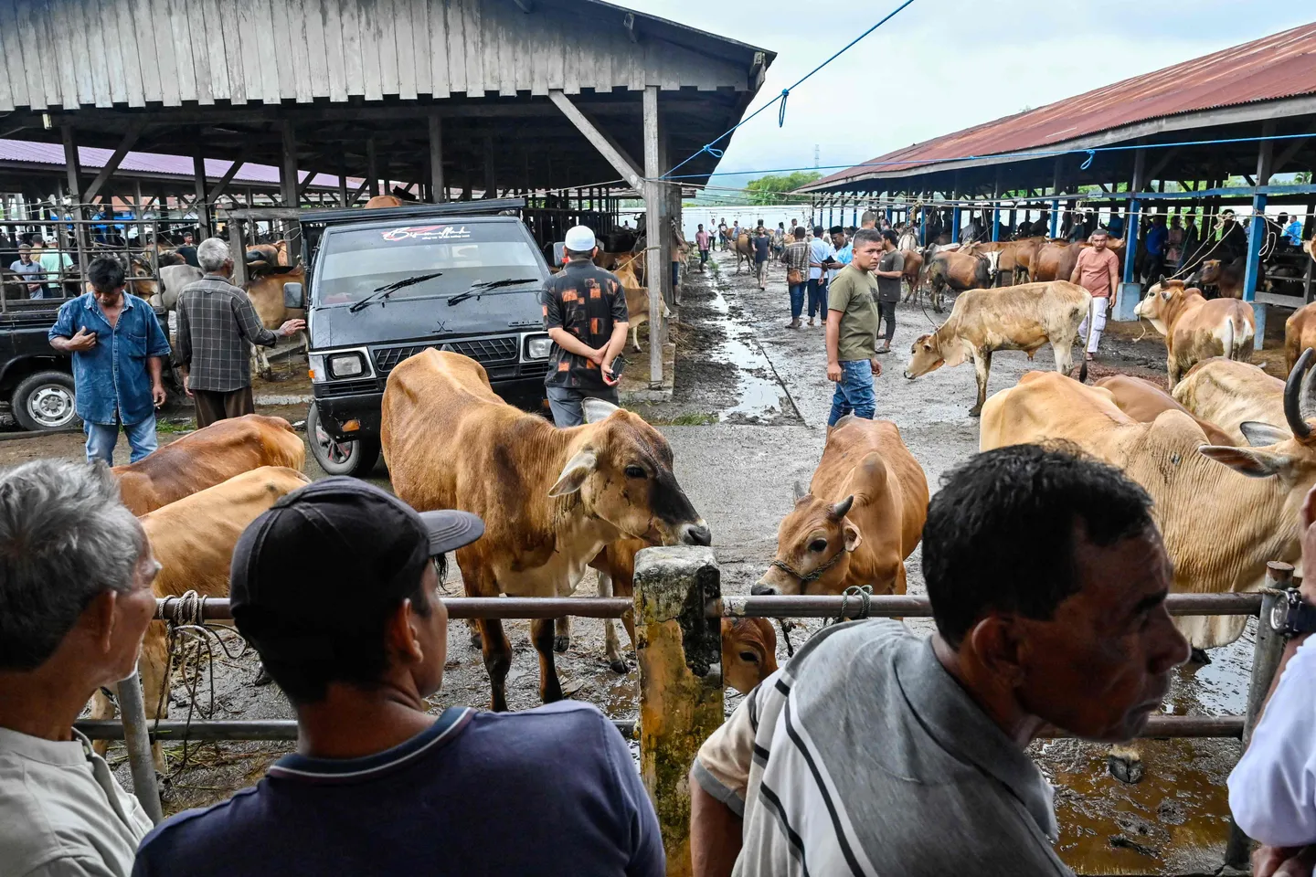 Prabowo sumbangkan 34 ekor sapi untuk Kurban Idul Adha 2026 di Sumatera Utara