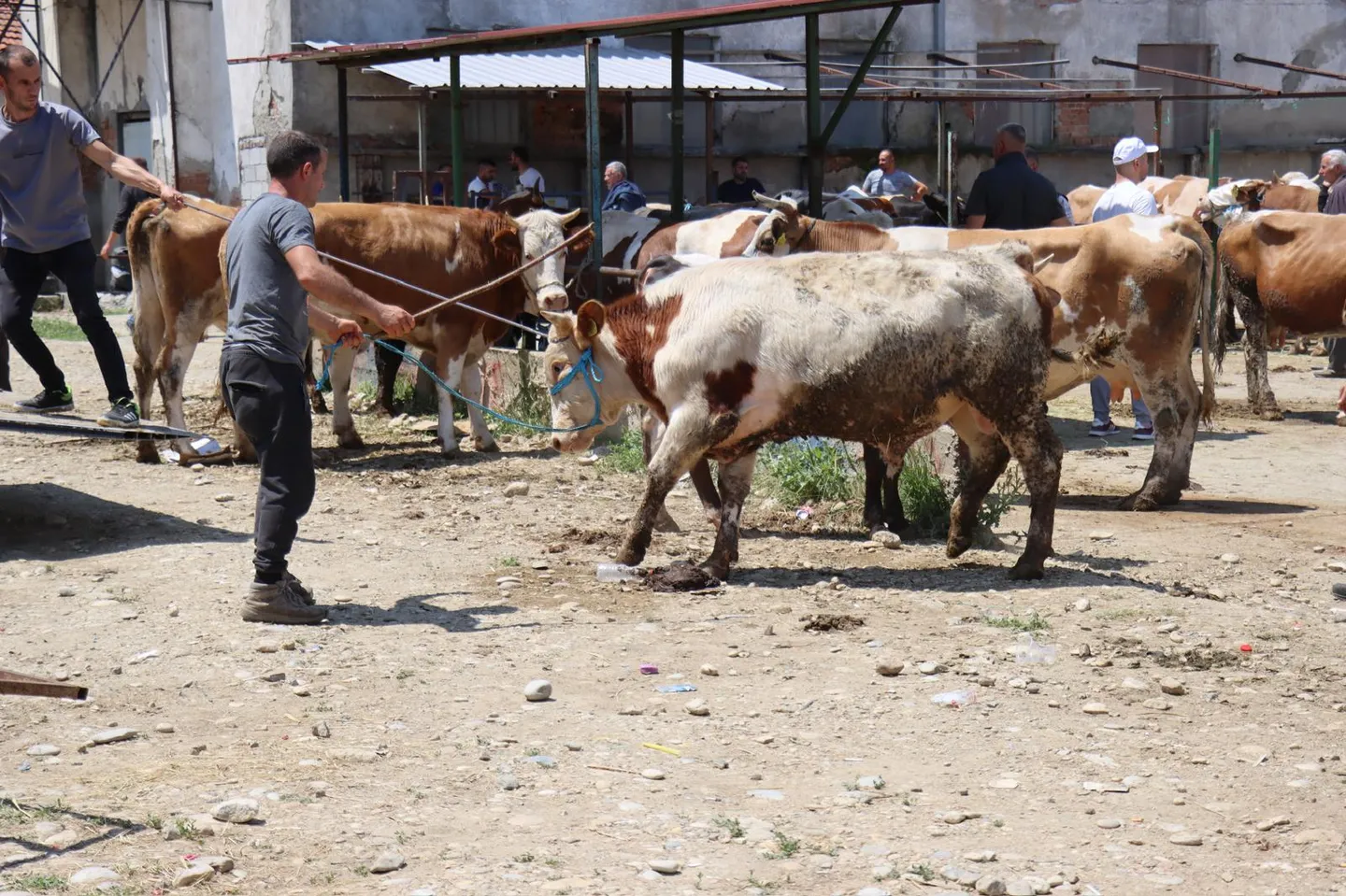 Në vendet e Ballkanit vazhdojnë përgatitjet për Bajramin e Kurbanit