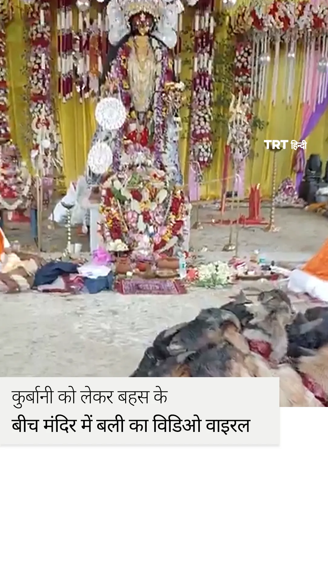 ईद पर कुर्बानी को लेकर बहस के बीच मंदिर में बली का विडिओ वाइरल