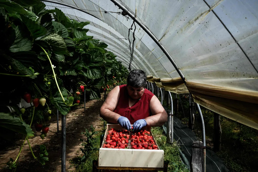 Naar verwachting zal het fruit dit najaar iets kleiner en duurder zijn als gevolg van de droogte