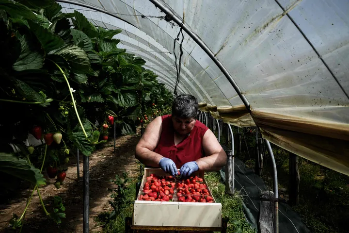 Naar verwachting zal het fruit dit najaar iets kleiner en duurder zijn als gevolg van de droogte