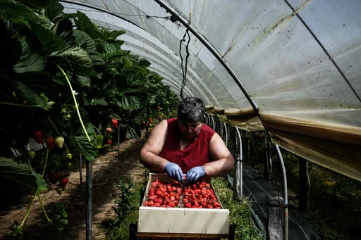 Naar verwachting zal het fruit dit najaar iets kleiner en duurder zijn als gevolg van de droogte