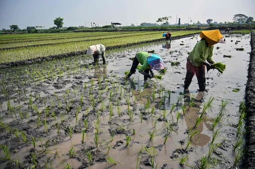 Antisipasi El Nino ‘Godzilla’, pemerintah RI tegaskan stok pangan aman hingga 2027