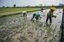 Antisipasi El Nino ‘Godzilla’, pemerintah RI tegaskan stok pangan aman hingga 2027