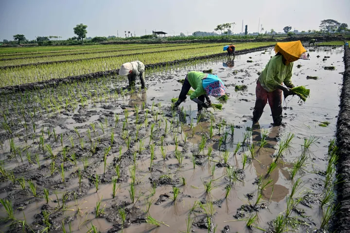 Antisipasi El Nino ‘Godzilla’, pemerintah RI tegaskan stok pangan aman hingga 2027