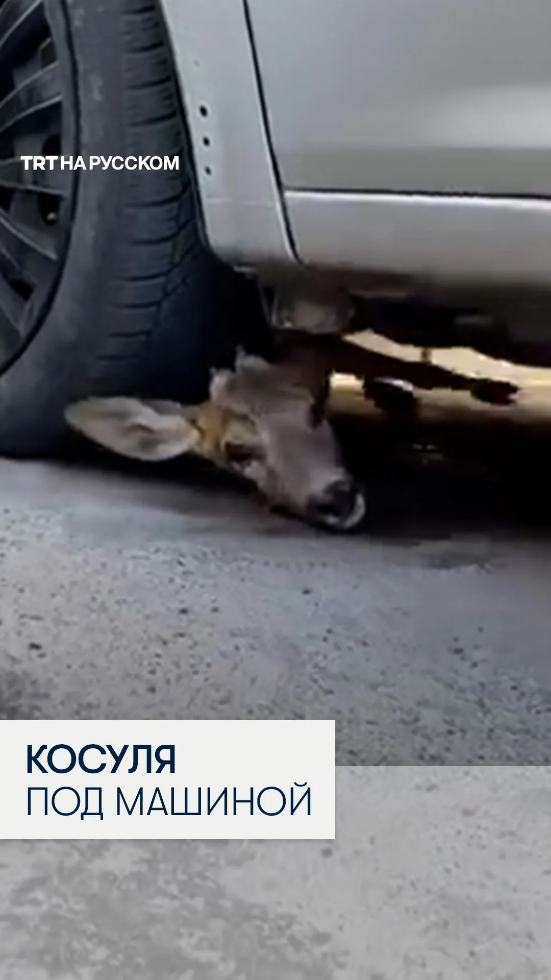 В Киеве после ночных обстрелов под автомобилем обнаружили раненую косулю