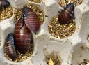 Australia's 'cockroach kingpin' caught with 100,000 illegal exotic bugs in record seizure