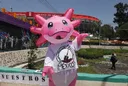 La “ajolotización” de Ciudad de México: el proyecto urbano que aviva debates ante el Mundial