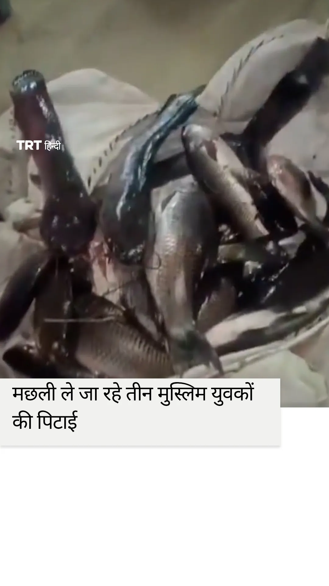 मथुरा में मंगुर मछली ले जा रहे तीन मुस्लिम युवकों की पिटाई