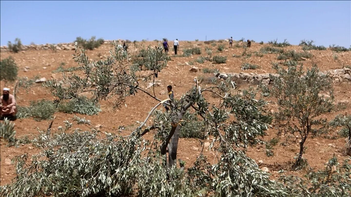 Okupuesit izraelitë plagosin një palestinez, djegin arat me grurë në Bregun Perëndimor