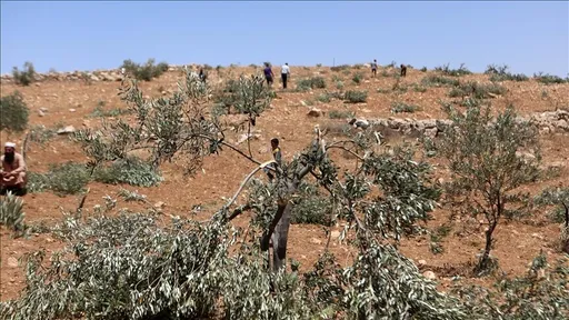 Okupuesit izraelitë plagosin një palestinez, djegin arat me grurë në Bregun Perëndimor