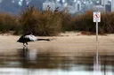 Australia to vaccinate vulnerable bird species against H5 flu