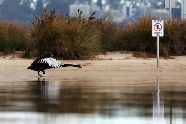 Australia to vaccinate vulnerable bird species against H5 flu