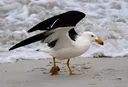 Australia confirms first mass wildlife die-off linked to H5 bird flu
