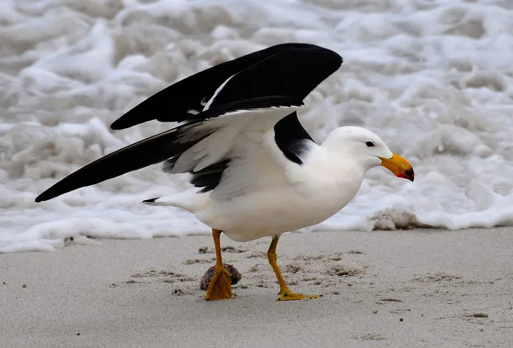 Australia confirms first mass wildlife die-off linked to H5 bird flu