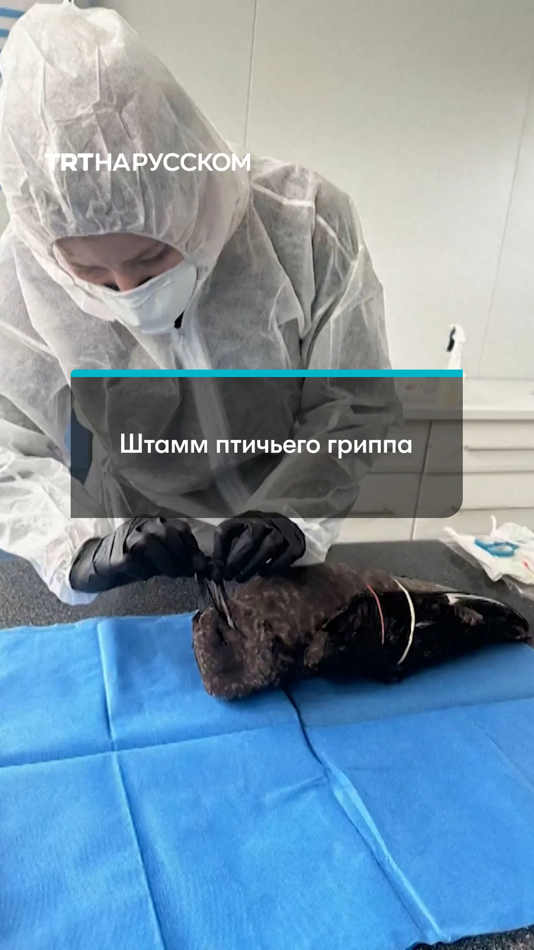 Птичий грипп добрался до Австралии