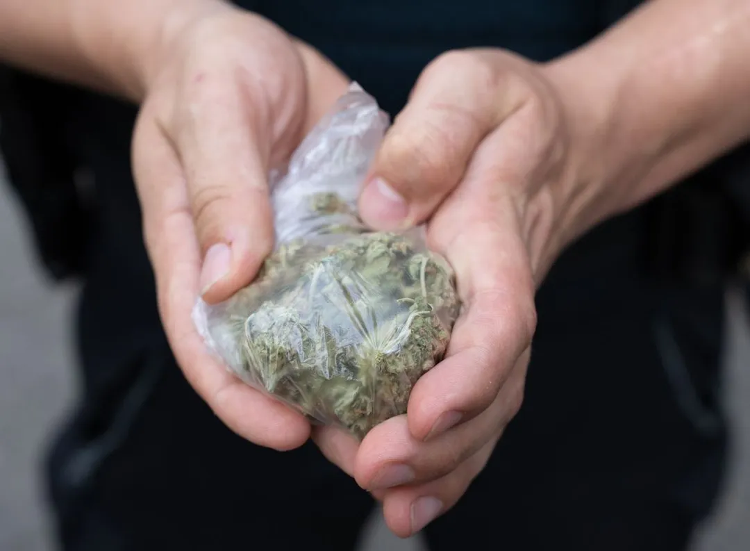 RKI: Cannabiskonsum bei jungen Männern steigt weiter an