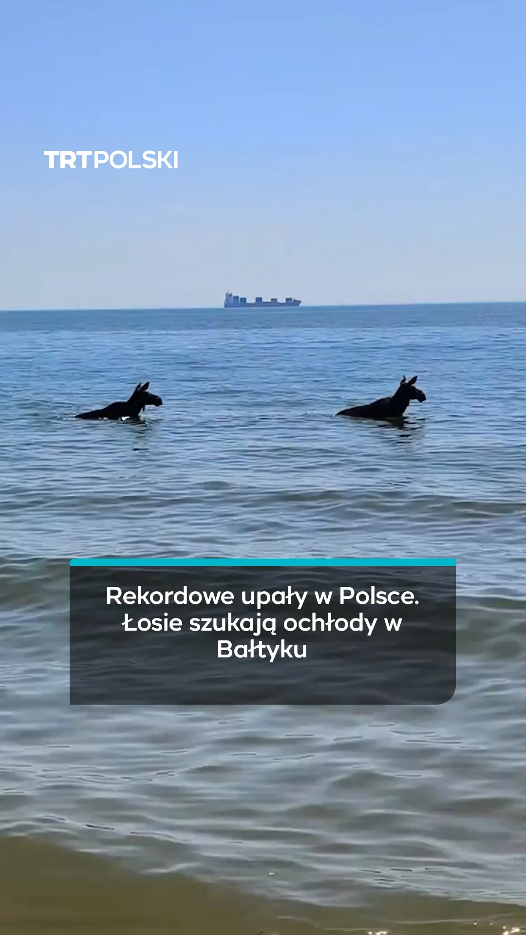 Rekordowe upały w Polsce. Łosie szukają ochłody w Bałtyku