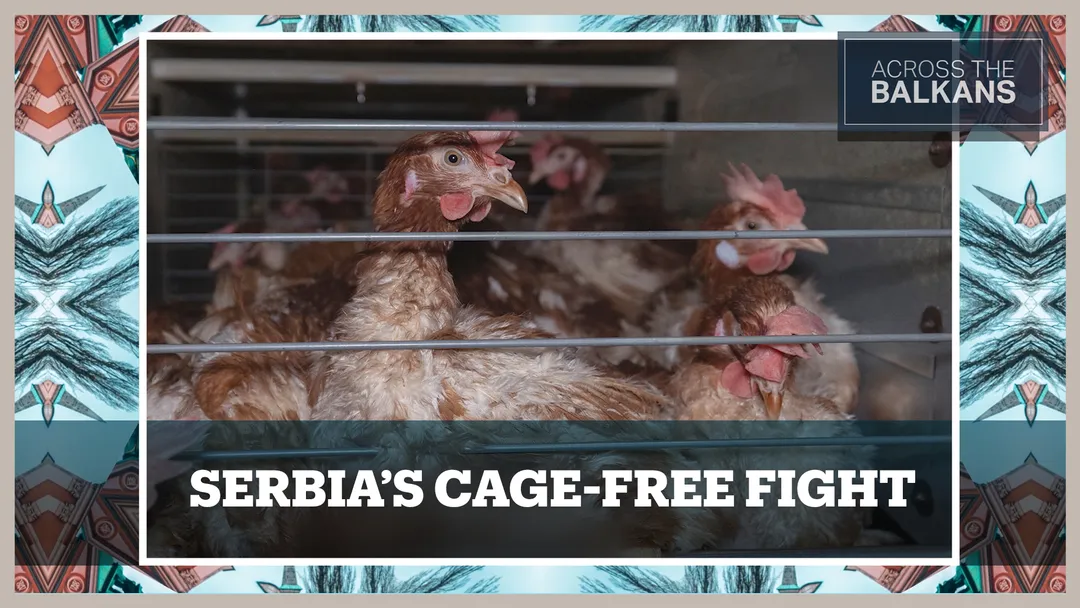 Serbian activists campaign against battery cages for laying hens