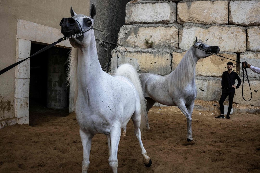 In Bildern: Palästinenser bewahren die arabische Pferdekultur trotz aller ...