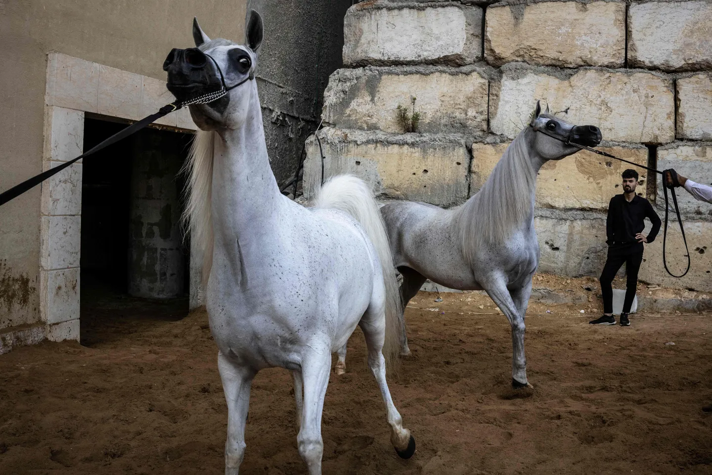 In pictures: Palestinians keep Arabian horse culture alive against the odds