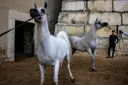 In pictures: Palestinians keep Arabian horse culture alive against the odds