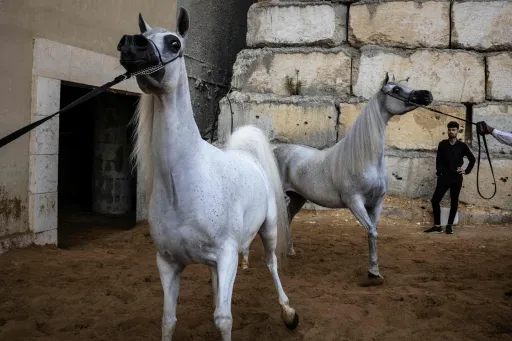 Les Palestiniens préservent la culture du cheval arabe malgré l’adversité