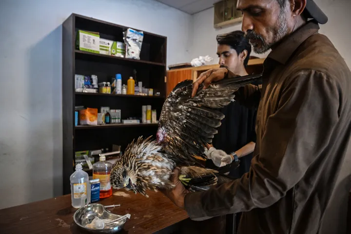 Wildlife rescuers help birds survive Pakistan's hotter summers