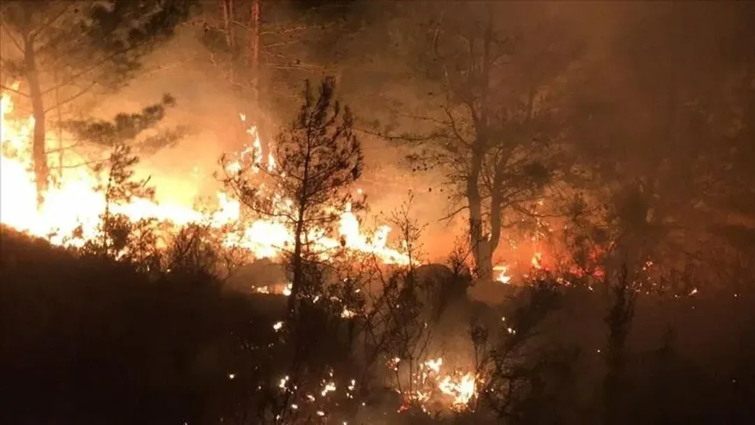 Algérie : les incendies de forêt prennent une ampleur funeste dans l'est du pays
