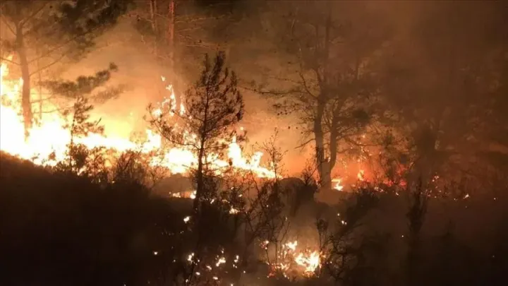 Algérie : les incendies de forêt prennent une ampleur funeste dans l'est du pays