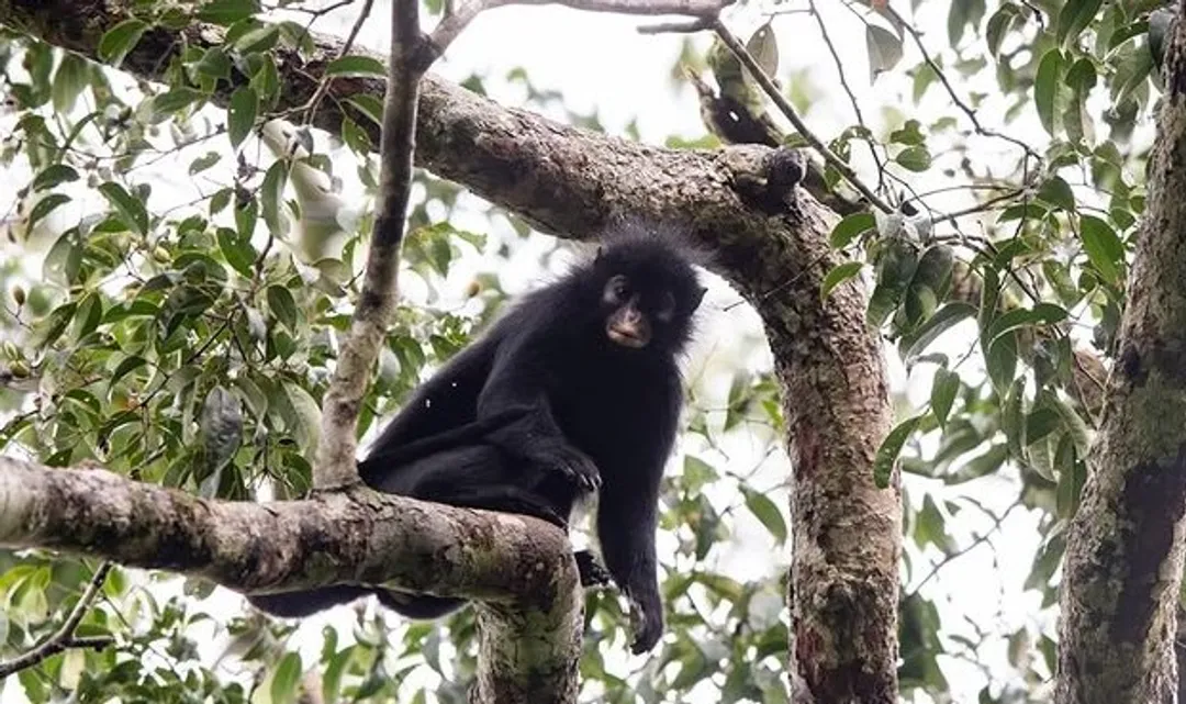 Discovery of DRC new monkey species reveals unexplored African biodiversity