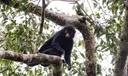Discovery of DRC new monkey species reveals unexplored African biodiversity