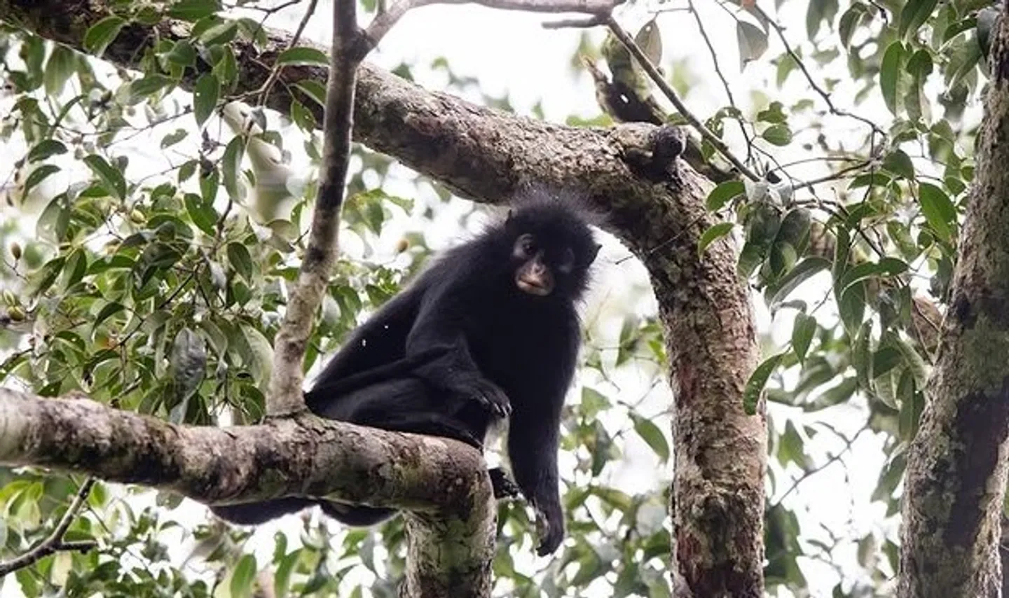 Discovery of DRC new monkey species reveals unexplored African biodiversity