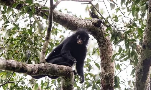 Discovery of DRC new monkey species reveals unexplored African biodiversity