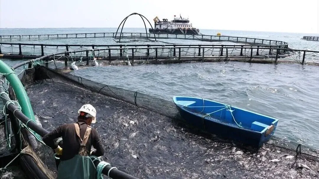 Türkiye synon ta ndërtojë markën "havjari turk", eksportet e prodhimeve të detit shënojnë rekord