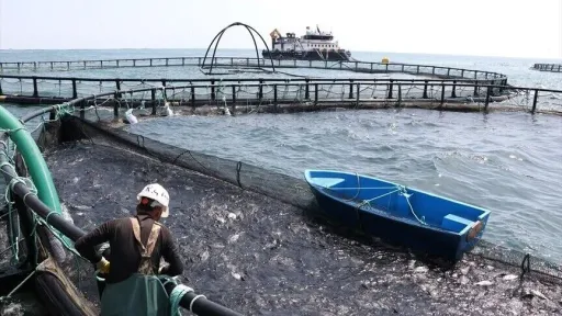 Türkiye synon ta ndërtojë markën "havjari turk", eksportet e prodhimeve të detit shënojnë rekord