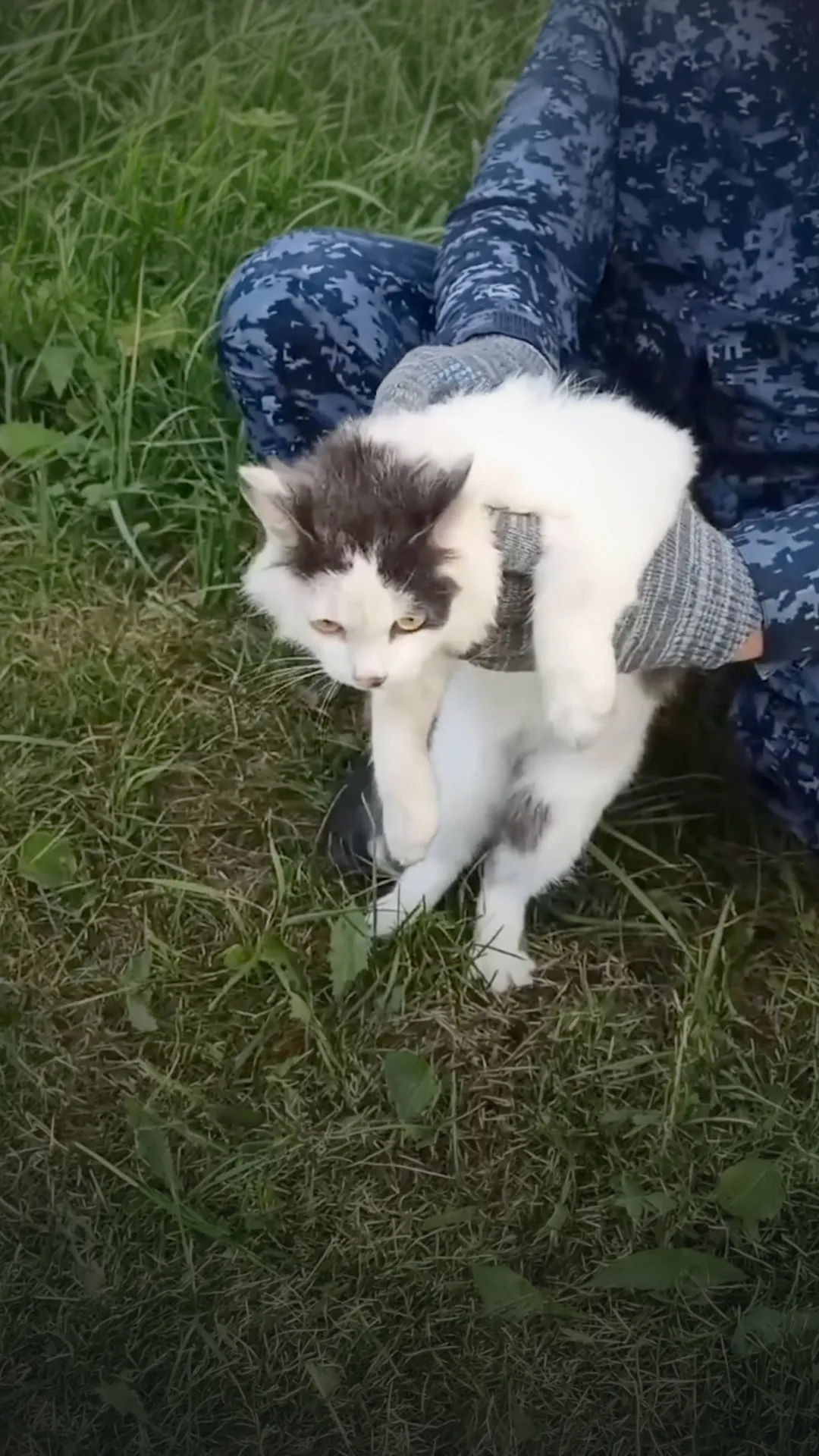 Seekor kucing tertangkap menyelundupkan narkoba ke dalam penjara Rusia