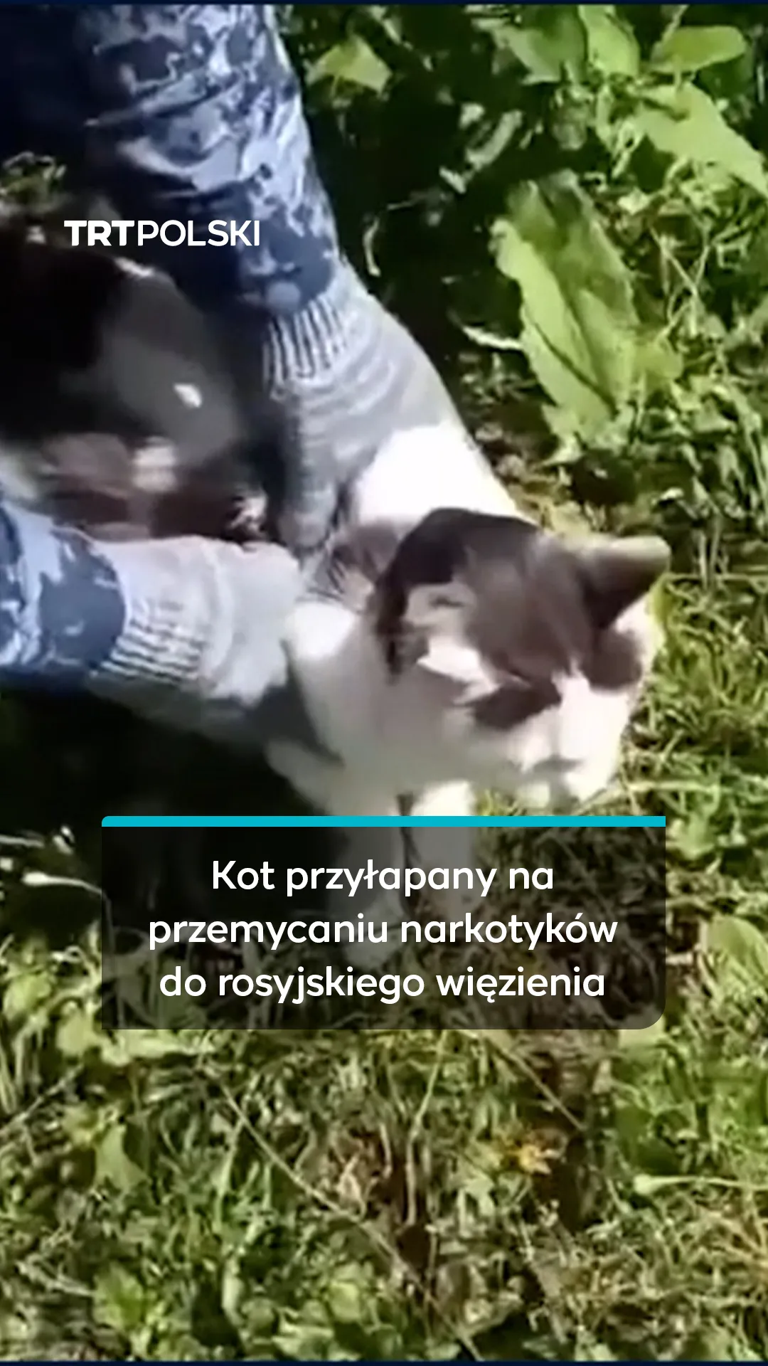 Kot przyłapany na przemycaniu narkotyków do rosyjskiego więzienia