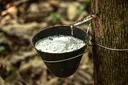 Petani karet Indonesia ramai-ramai beralih ke kelapa sawit akibat anjloknya harga
