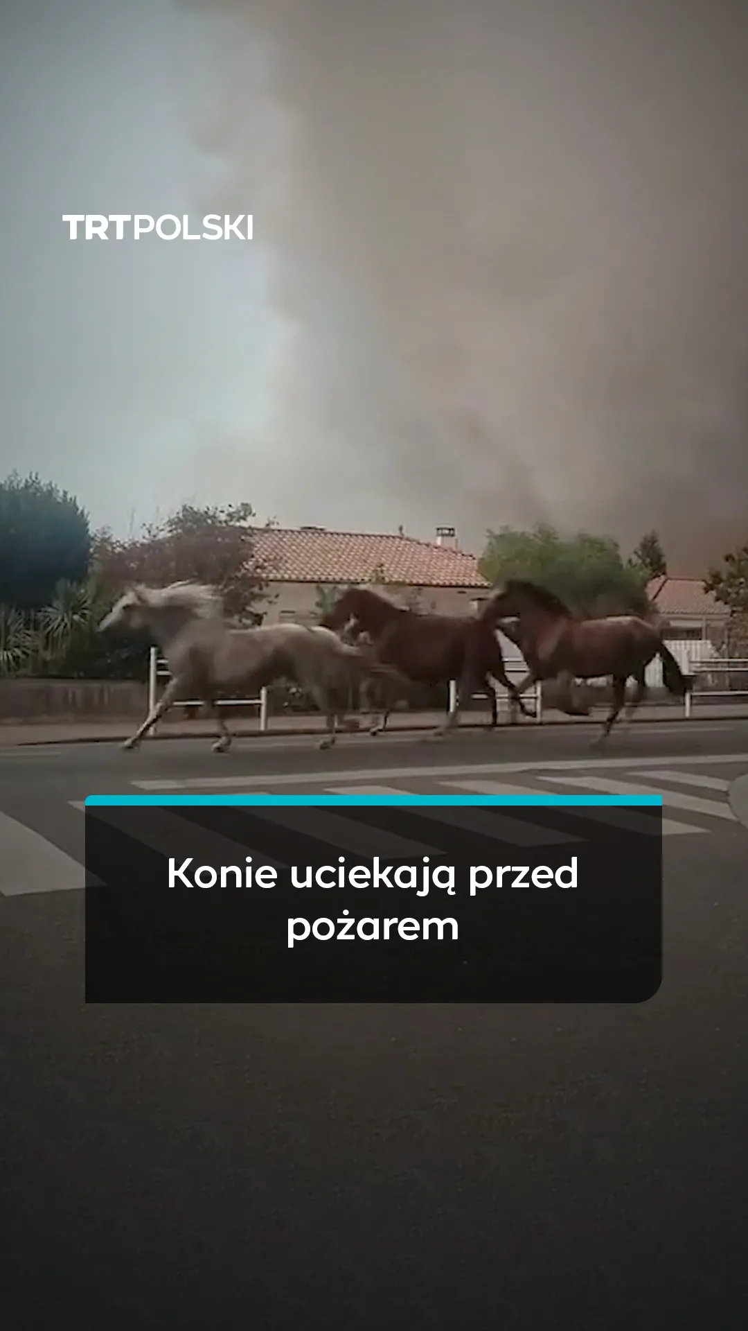 Konie uciekają przed pożarem
