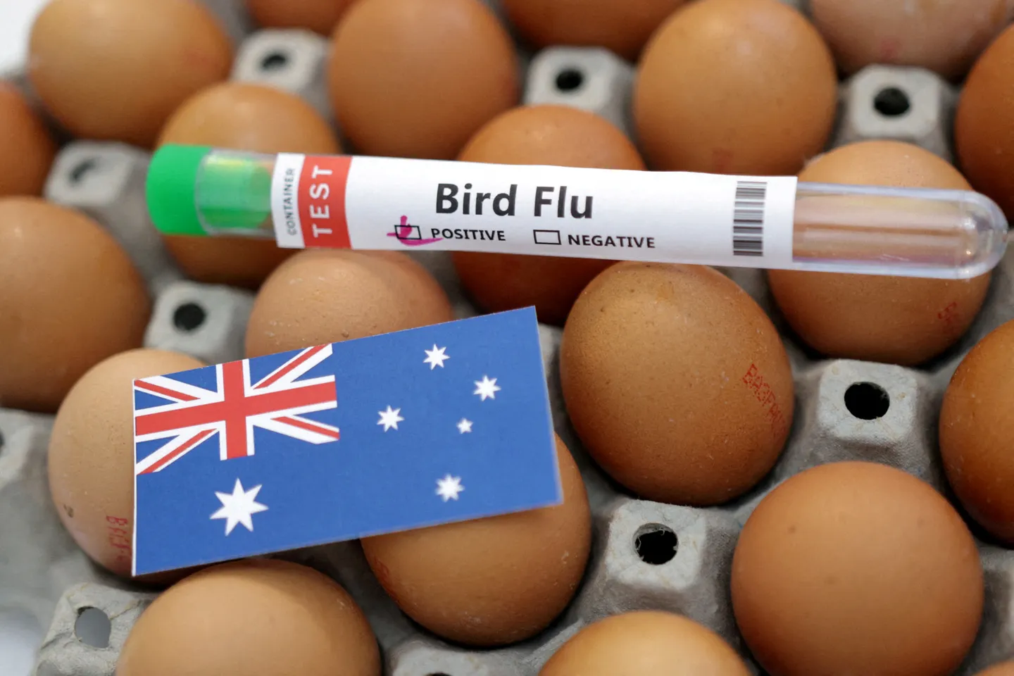 H5 bird flu 'likely' spreading locally in Australia after 11 new suspected cases reported