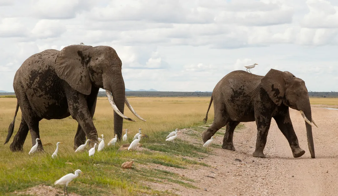 Kenya investigates mysterious deaths of 15 elephants in Amboseli national park