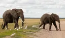 Kenya investigates mysterious deaths of 15 elephants in Amboseli national park