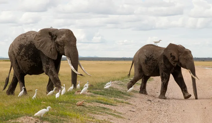 Kenya investigates mysterious deaths of 15 elephants in Amboseli national park