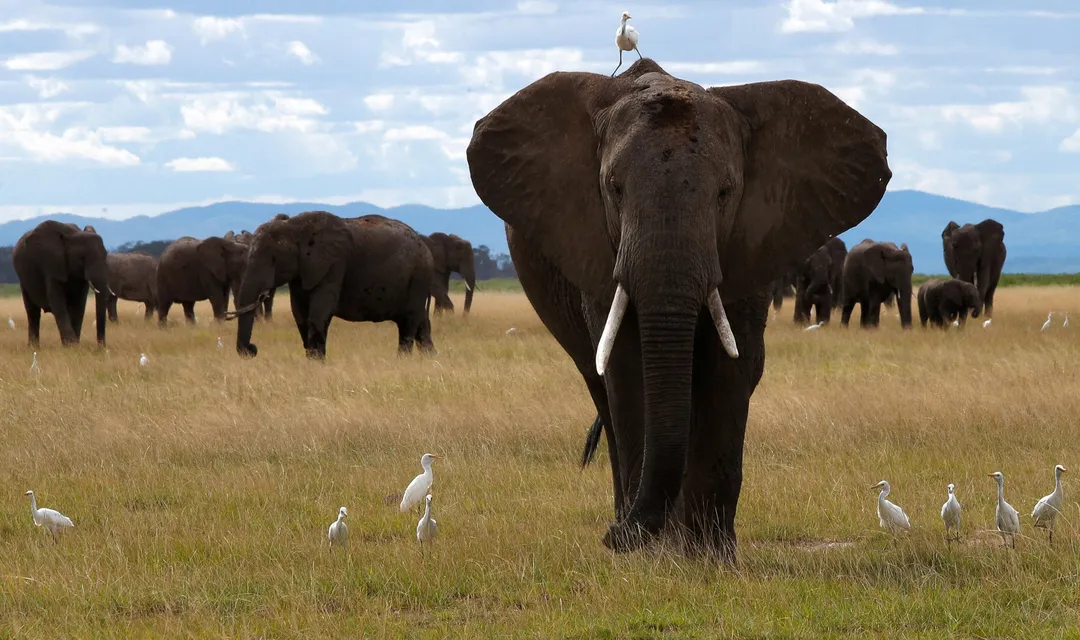 Kenya kuchunguza chanzo cha vifo vya tembo 15 ndani ya hifadhi ya Amboseli
