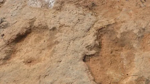 U Zimbabveu otkrivena nova vrsta dinosaura stara oko 210 miliona godina