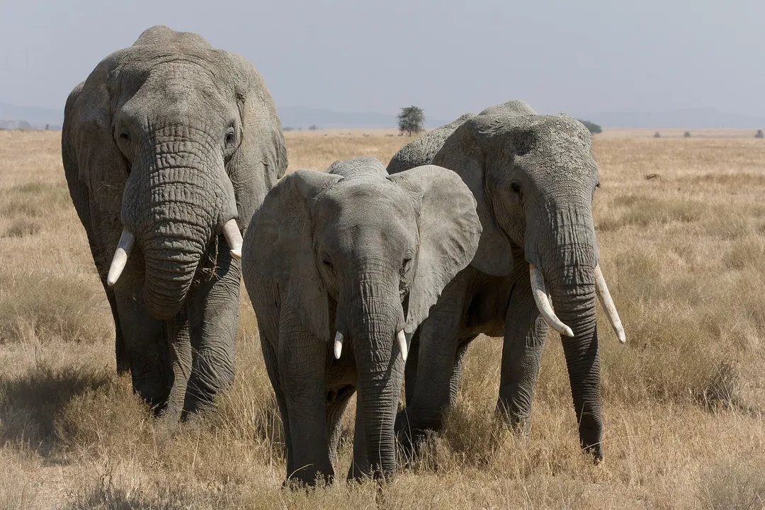 Kenya: Sumu chanzo cha vifo vya tembo wa Amboseli