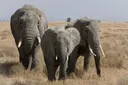 Kenya: Sumu chanzo cha vifo vya tembo wa Amboseli