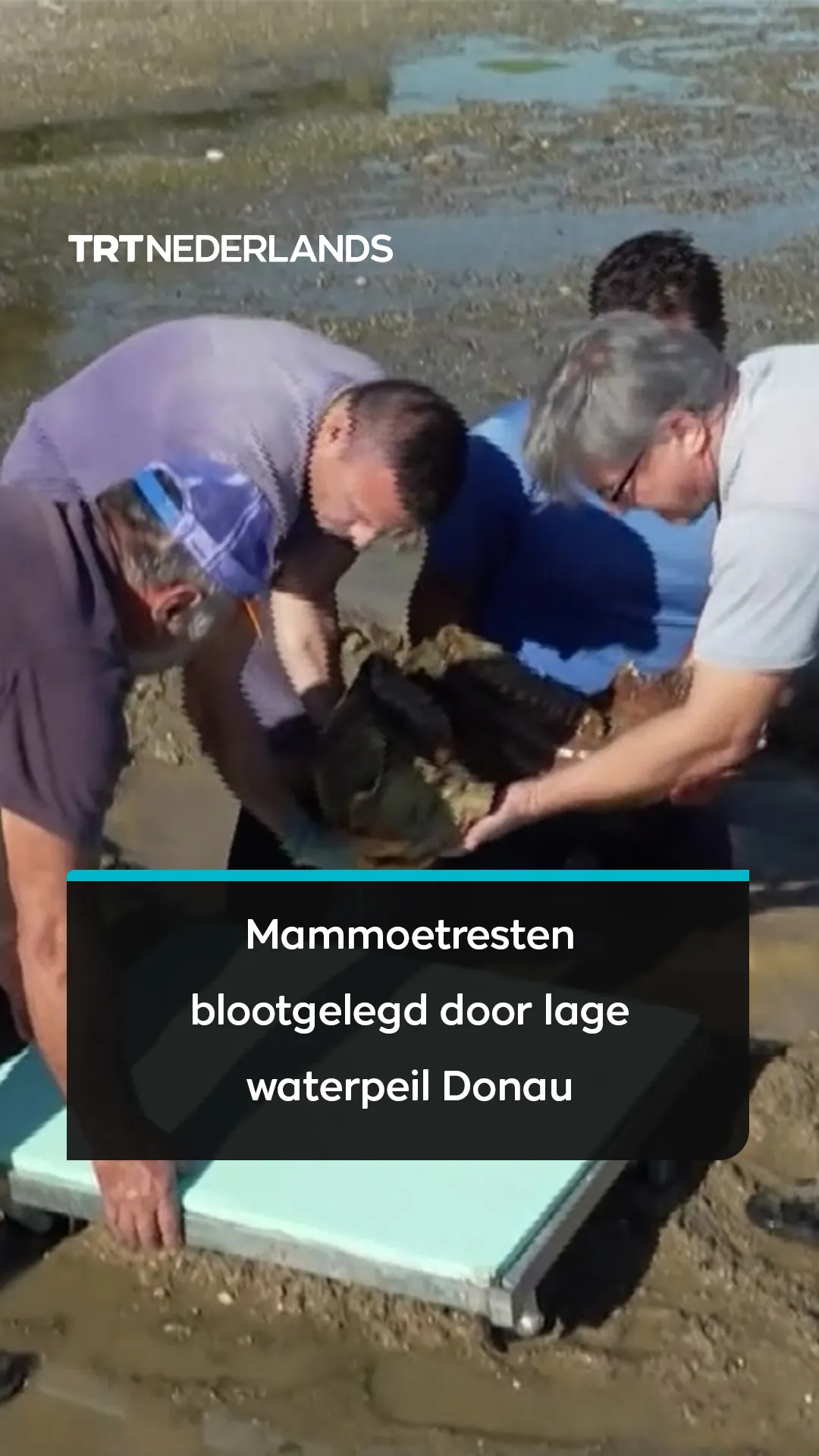 Laag waterpeil in de Donau legt overblijfselen van mammoet uit de ijstijd bloot in Bulgarije